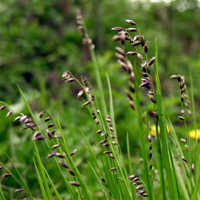 Melica nutans (Flowering)