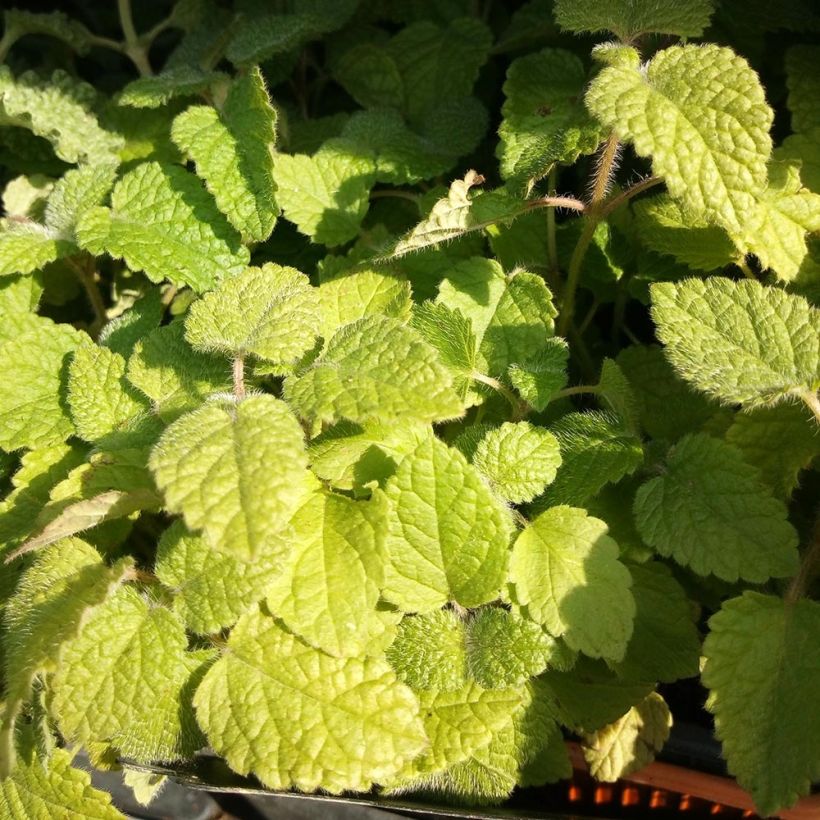 Melissa officinalis subsp. altissima (Foliage)