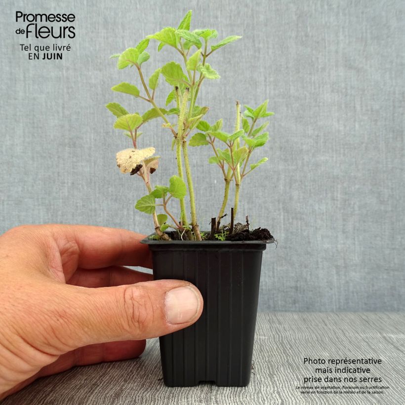 Melissa officinalis subsp. altissima 7/8 cm pot sample as delivered in summer