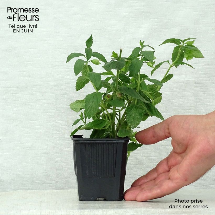Melittis melissophyllum Alba 8/9 cm pot sample as delivered in summer