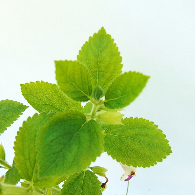 Melittis melissophyllum Royal Velvet (Foliage)