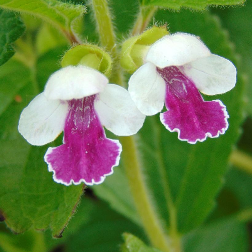 Melittis melissophyllum Royal Velvet (Flowering)