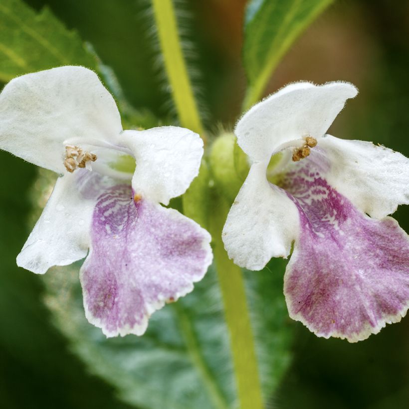 Melittis melissophyllum (Flowering)