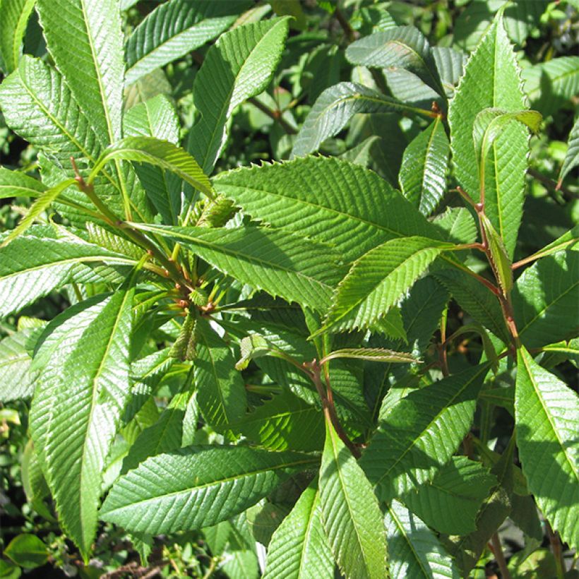 Meliosma cuneifolia (Foliage)