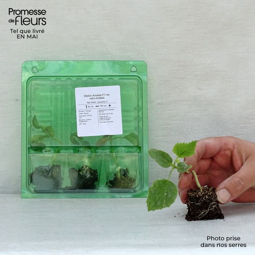 Melon Anasta F1 plants - Cucumis melo Plug plant 3/4cm sample as delivered in spring
