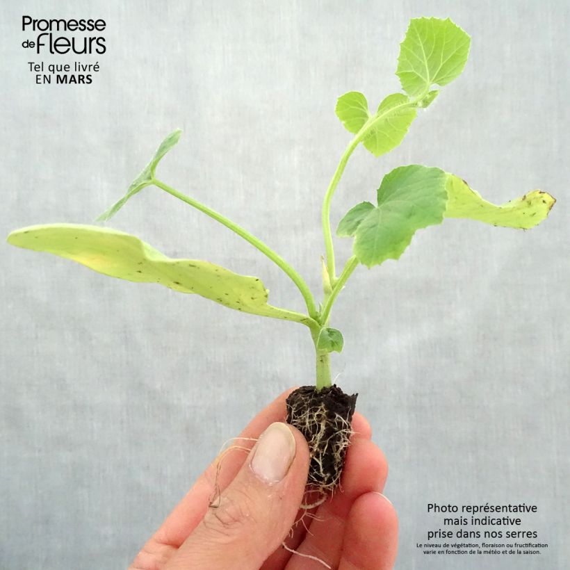 Melon Cyrano F1 - Cucumis melo Plug plant 1.5/2.5 cm sample as delivered in spring
