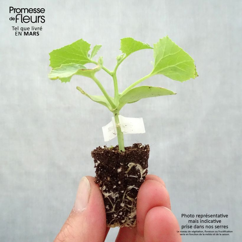 Grafted Melon Cyrano F1 plants - Cucumis melo Plug plant 3/4cm sample as delivered in spring