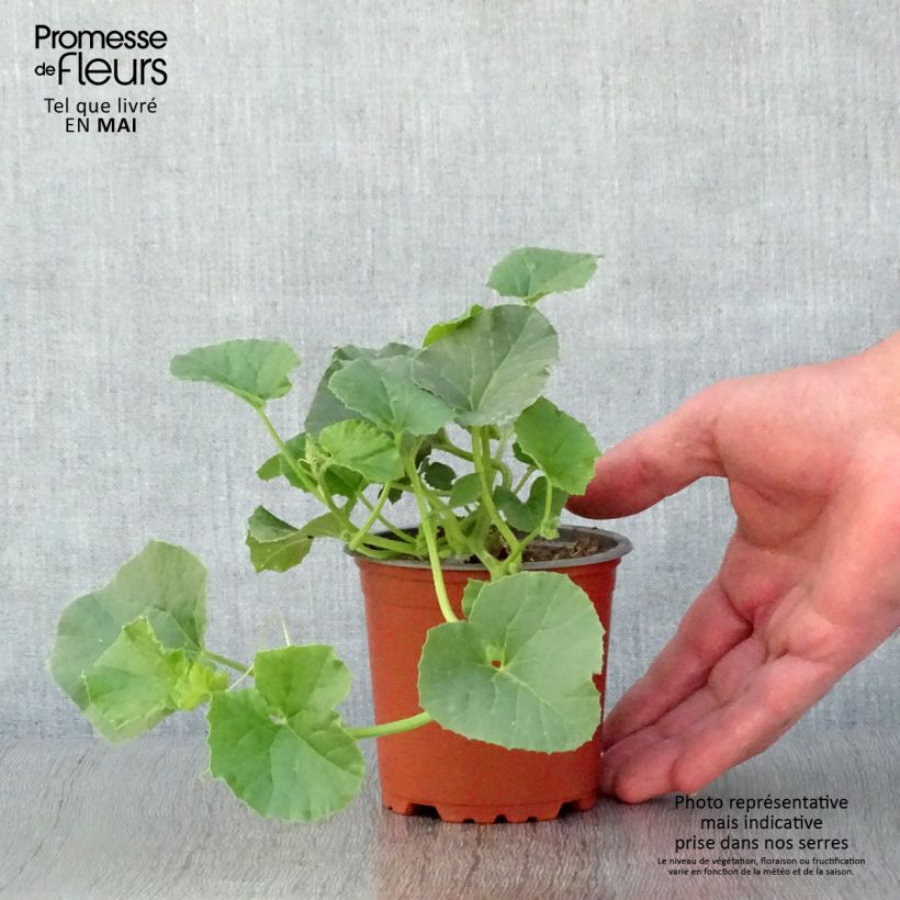 Grafted Melon Cyrano F1 plants - Cucumis melo 8/9 cm pot sample as delivered in spring