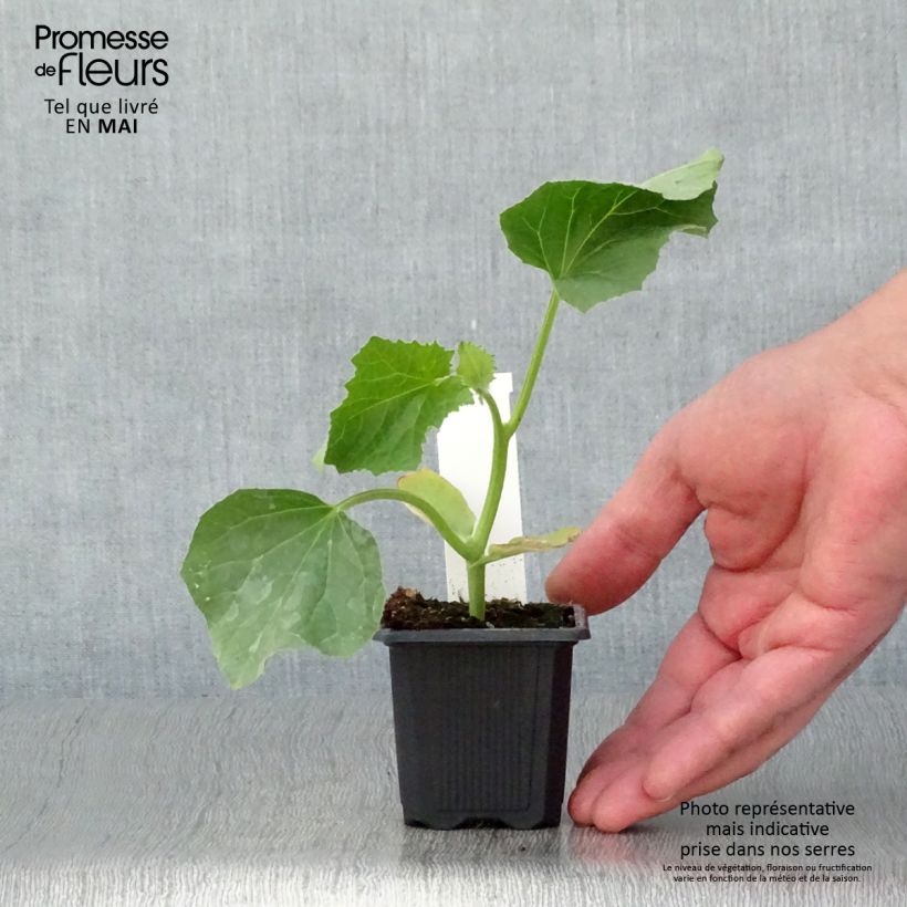 Melon Jerac F1 plants - Cucumis melo 7/8 cm pot sample as delivered in spring