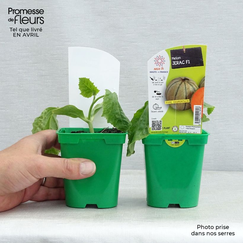 Melon Jerac F1 plants - Cucumis melo 10cm/11cm pot sample as delivered in spring