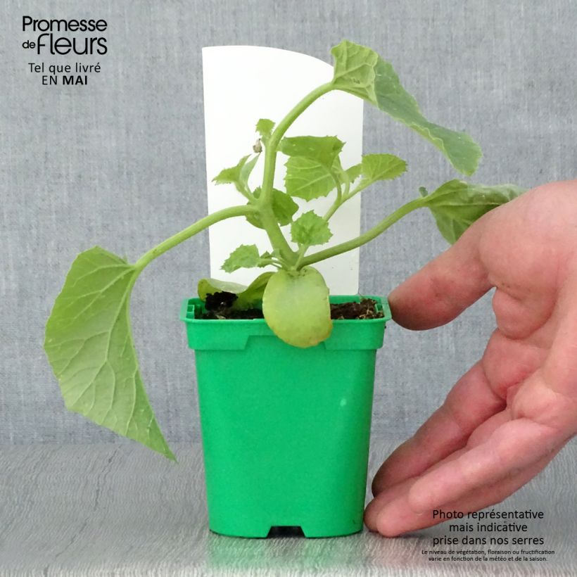 Melon Mangomel F1 plants - Cucumis melo 10cm/11cm pot sample as delivered in spring