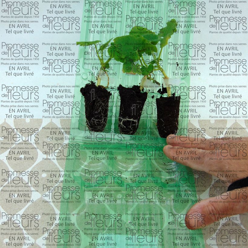 Example of Melon Petit gris de Rennes - Cucumis melo Plug plant 3/4cm specimen as delivered