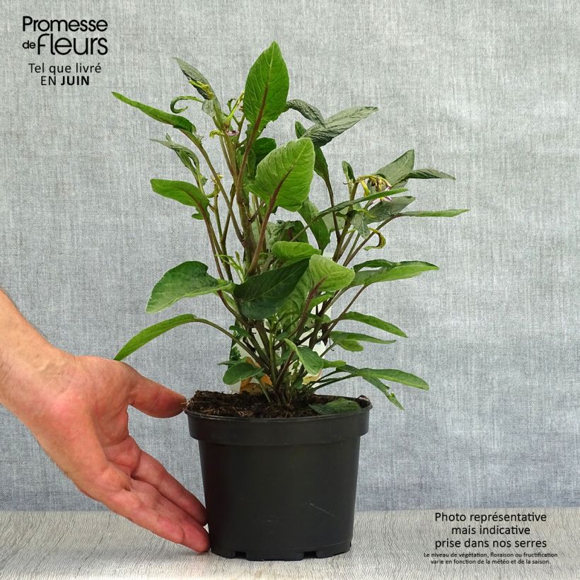 Pear Melon - Pepino - Solanum muricatum 1.5L/2L pot sample as delivered in summer