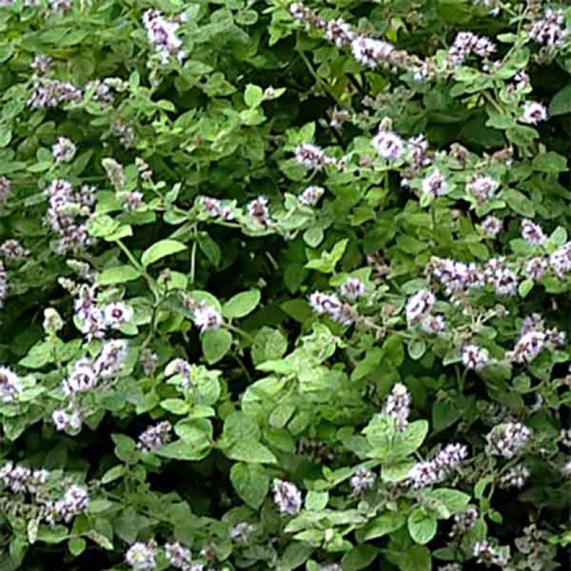 Mentha Gattefossei (Foliage)