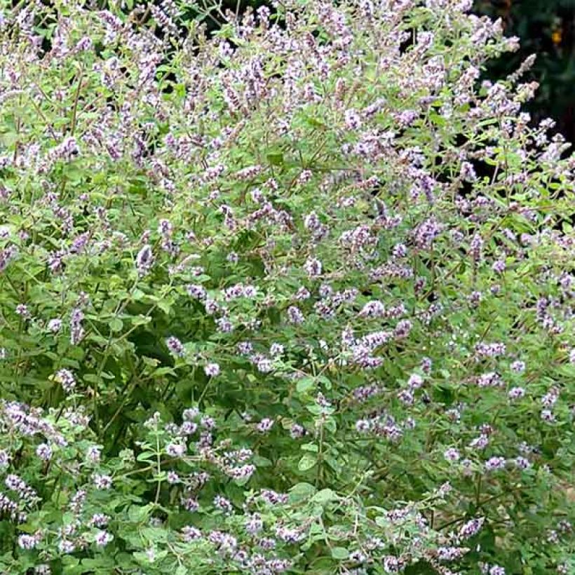 Mentha Gattefossei (Flowering)