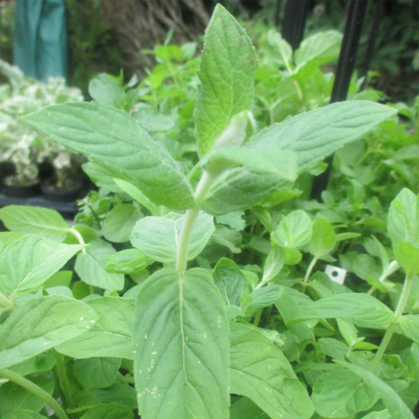 Buddleia Mint - Mentha longifolia Buddleja (Foliage)