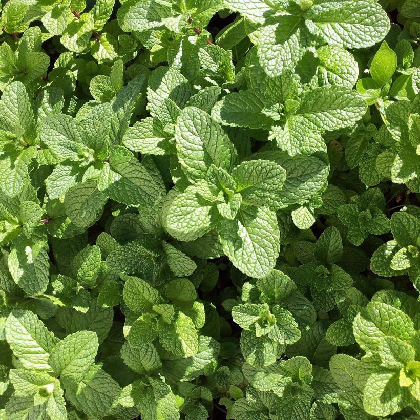 Mentha hemingwayensis Mojito (Foliage)