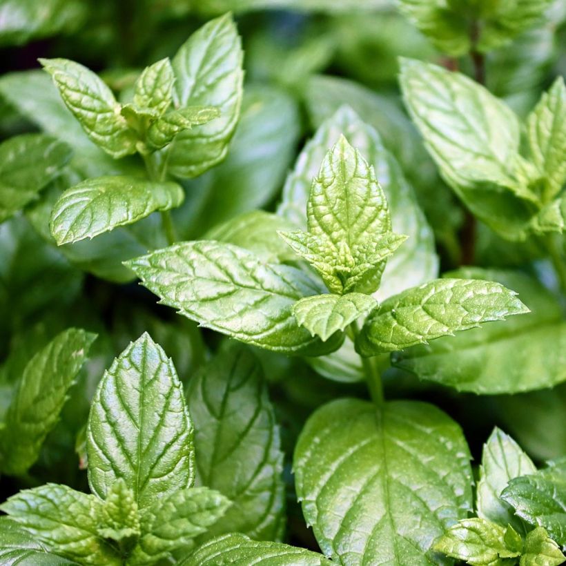 Mentha piperita Citaro (Foliage)