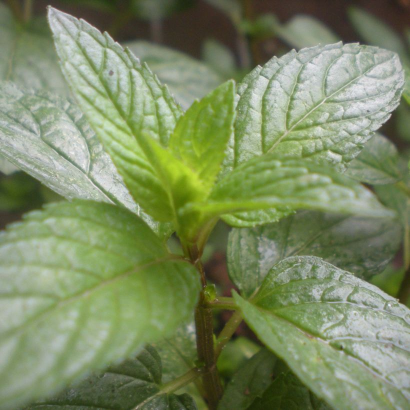 Mentha piperita Romana Rossa (Foliage)