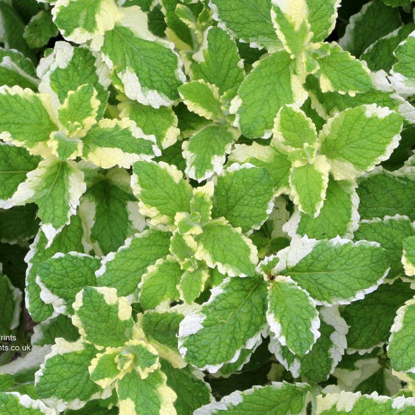 Mentha suaveolens Pinedo (Foliage)