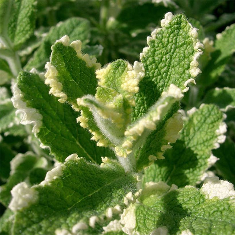 Variegated Mint - Mentha suaveolens Variegata (Foliage)