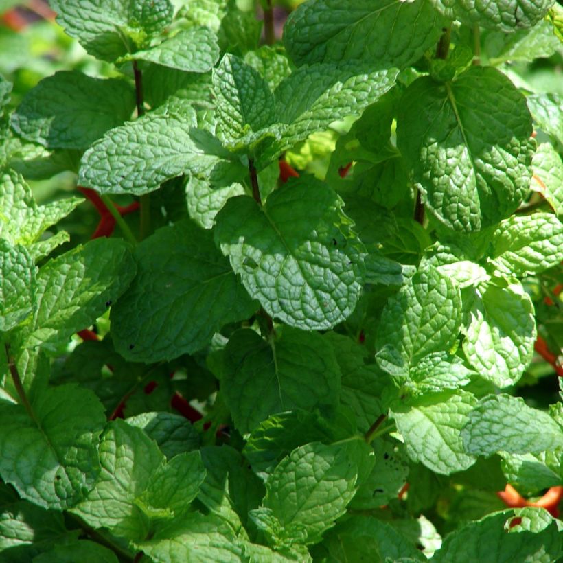 Mentha spicata Hollywood (Foliage)