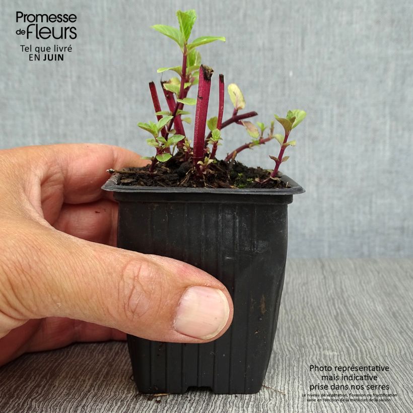 Mentha Algerienne 7/8 cm pot sample as delivered in summer
