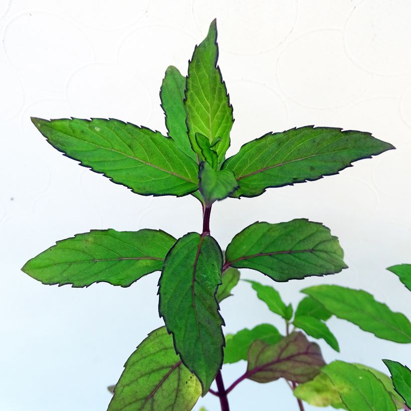 Mentha rotundifolia Ananas (Foliage)