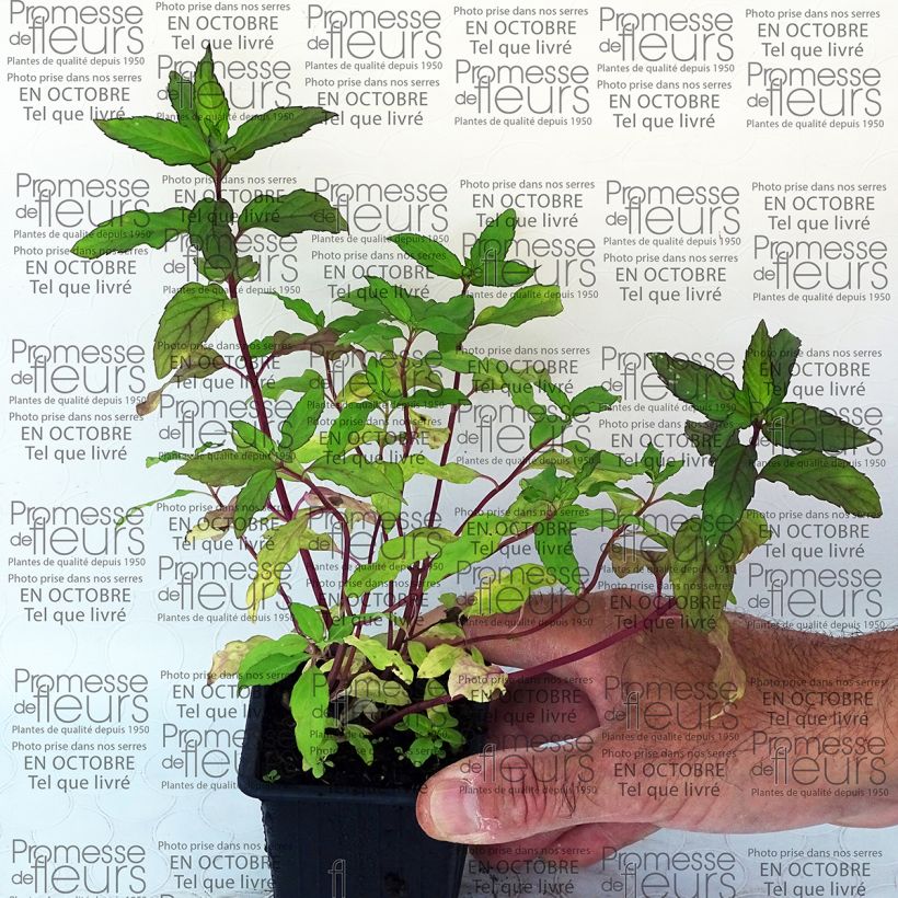 Example of Mentha rotundifolia Ananas 8/9 cm pot specimen as delivered