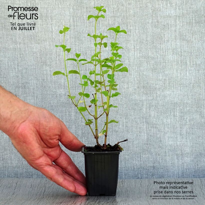 Mentha citrata Bergamote 8/9 cm pot sample as delivered in summer