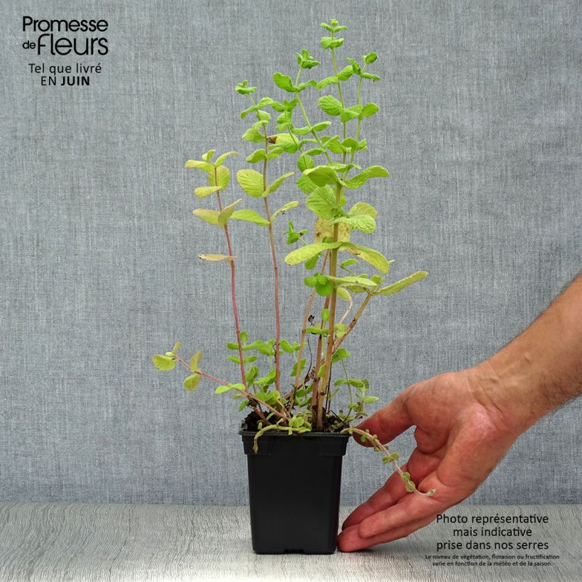 Mentha piperita officinalis Alba - Mint 8/9 cm pot sample as delivered in summer