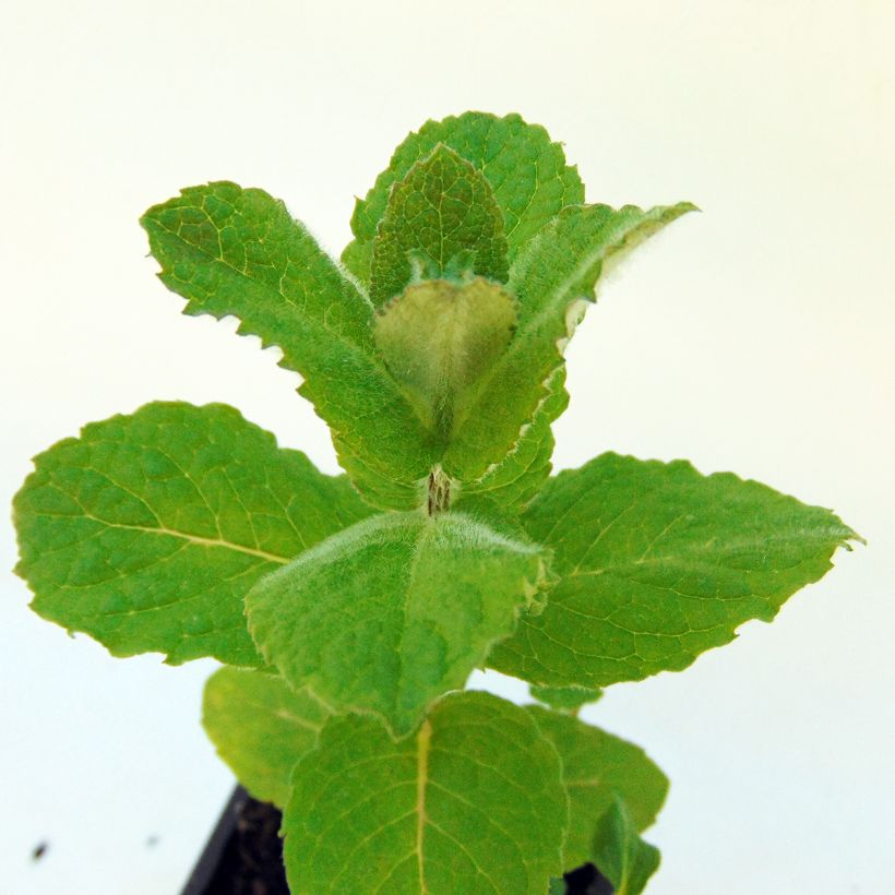 Mentha piperita officinalis Alba - Mint (Foliage)