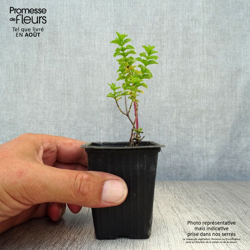 Mentha haplocalyx - Mint 8/9 cm pot sample as delivered in summer