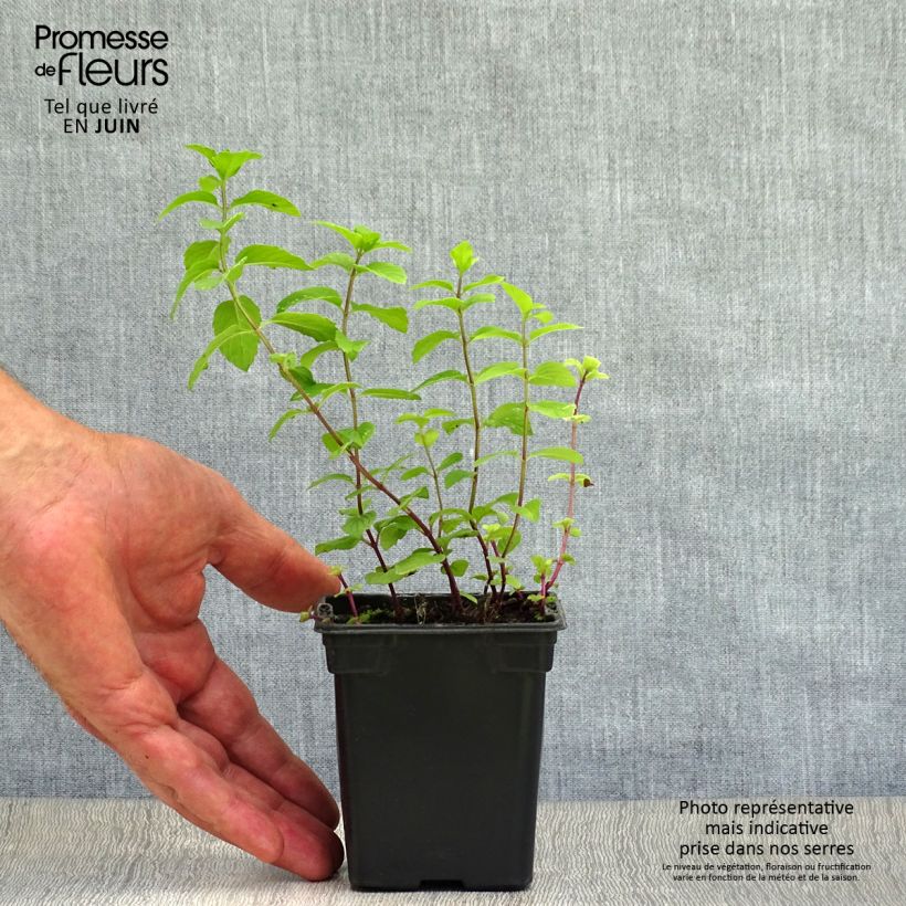 Lemon Mint - Mentha citrata 8/9 cm pot sample as delivered in summer