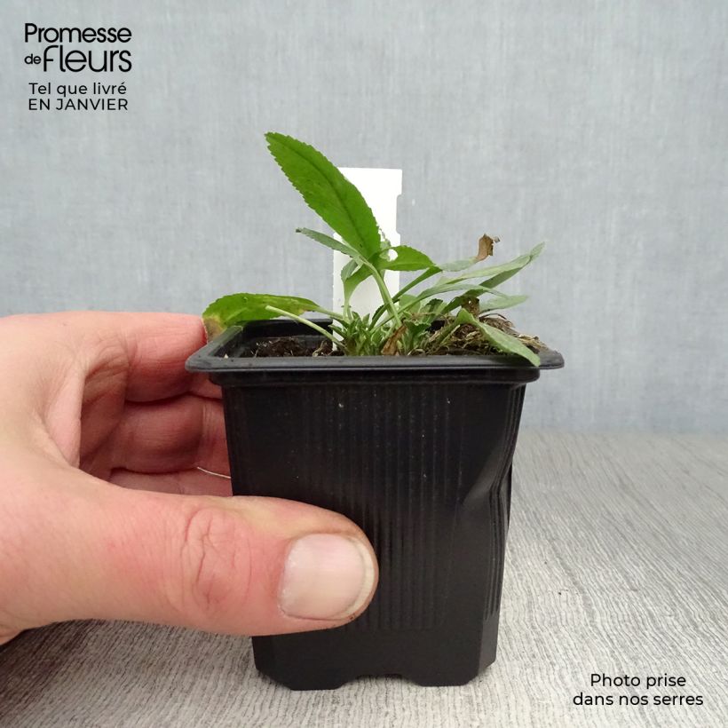 Tanacetum balsamita 7/8 cm pot sample as delivered in winter