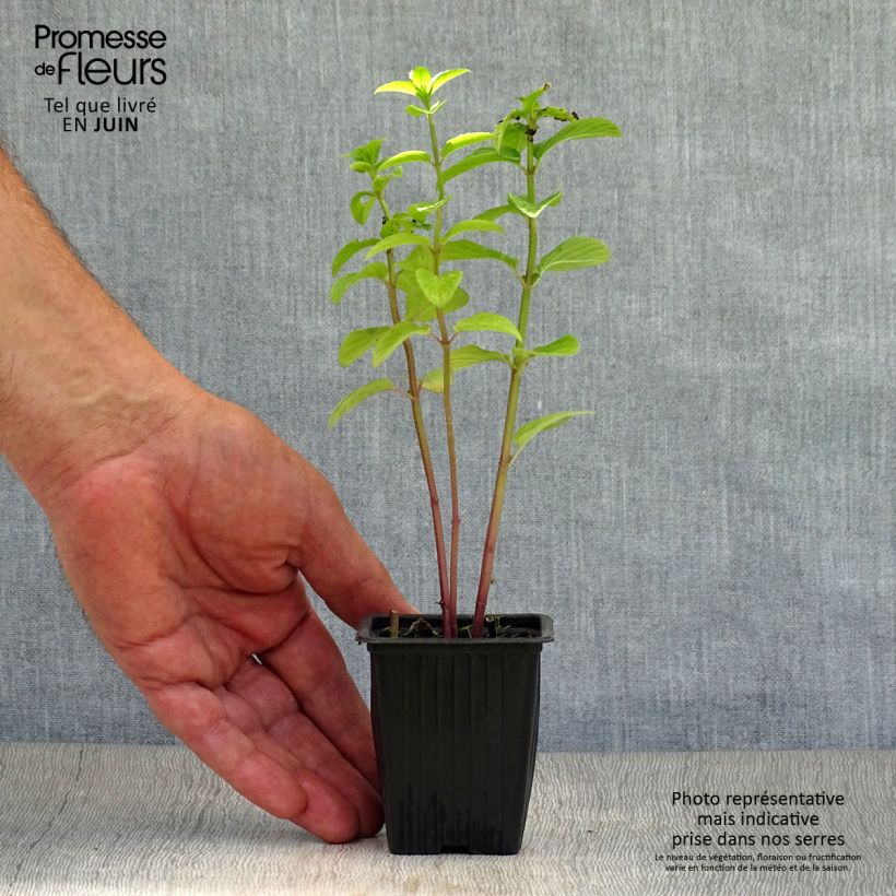 Cologne Water Mint BIO - Mentha citrata Cologne Water 7/8 cm pot sample as delivered in summer