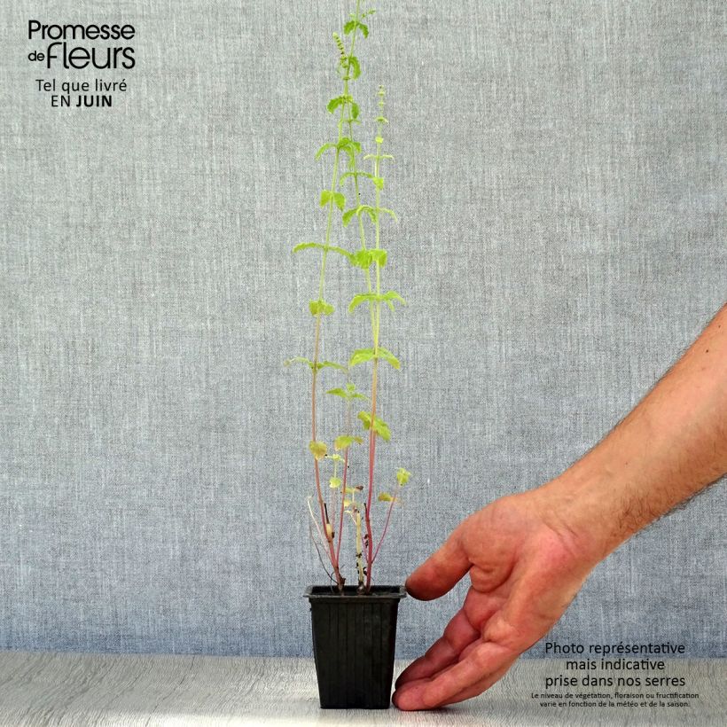 Organic Mentha spicata Fraise 7/8 cm pot sample as delivered in summer