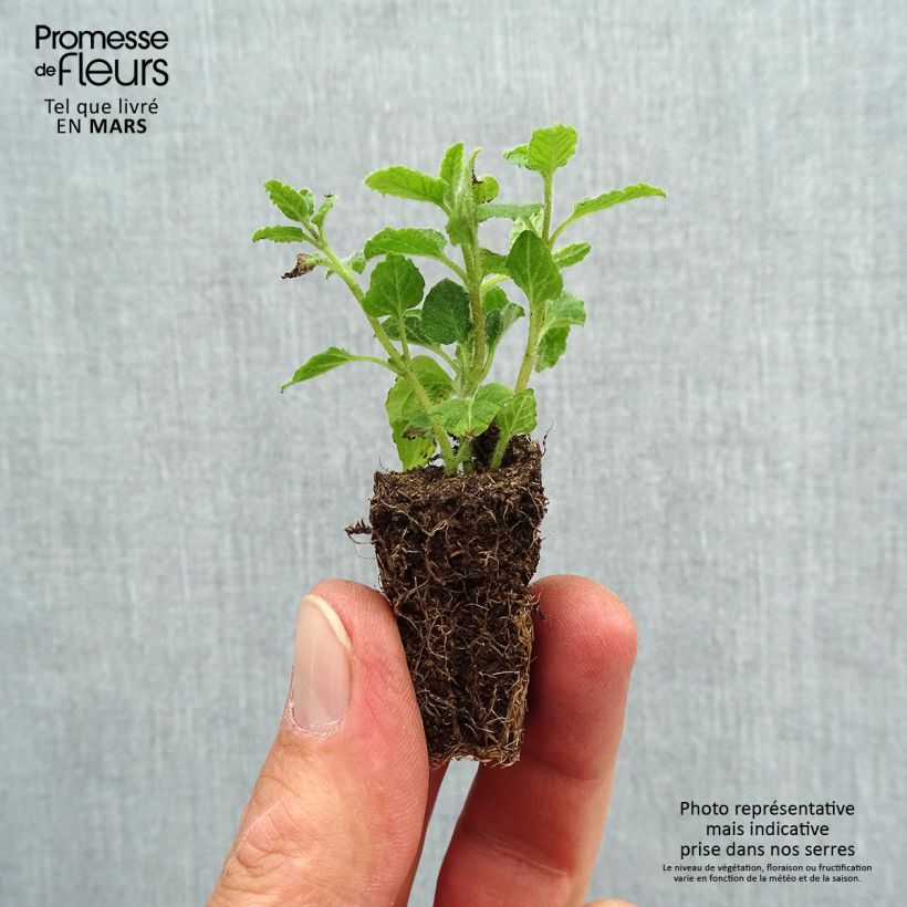 Organic Mentha spicata Fraise Plug plant 3/4cm sample as delivered in spring