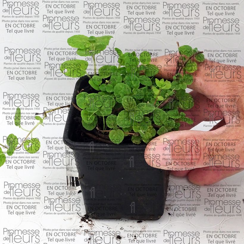 Example of Mentha Gattefossei 8/9 cm pot specimen as delivered