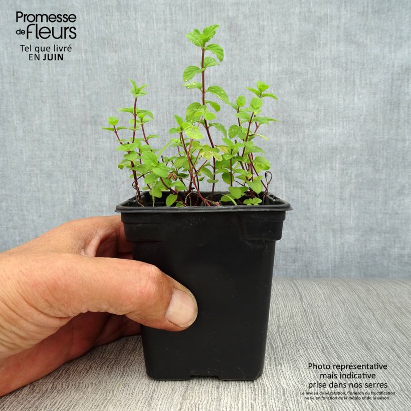 Organic Mentha piperita Ginger 7/8 cm pot sample as delivered in summer