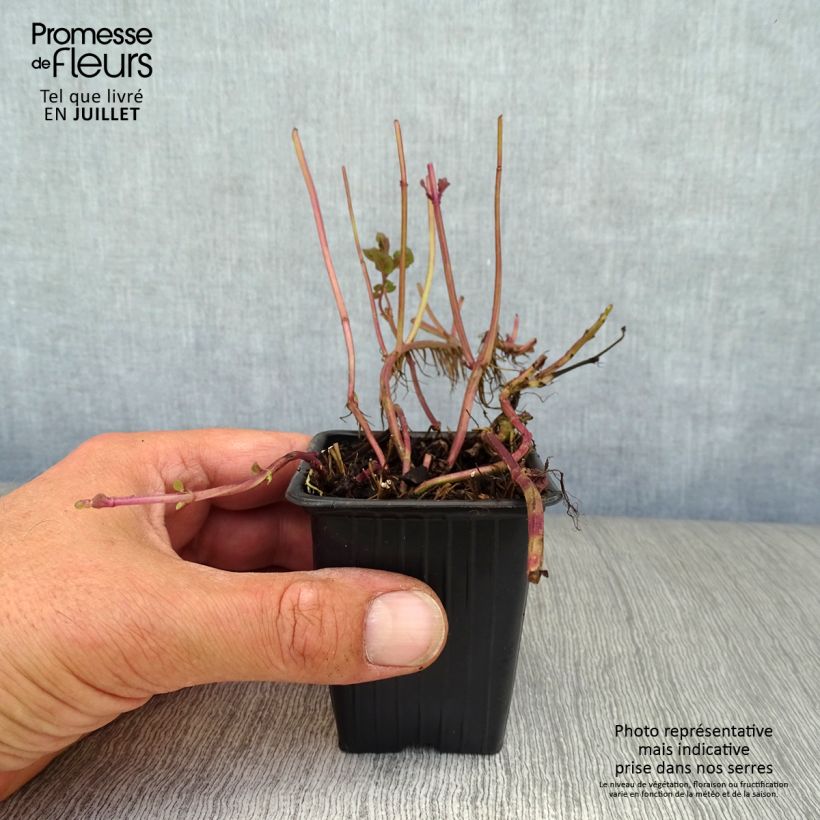 Organic Mentha citrata Goût d'Orange 8/9 cm pot sample as delivered in summer