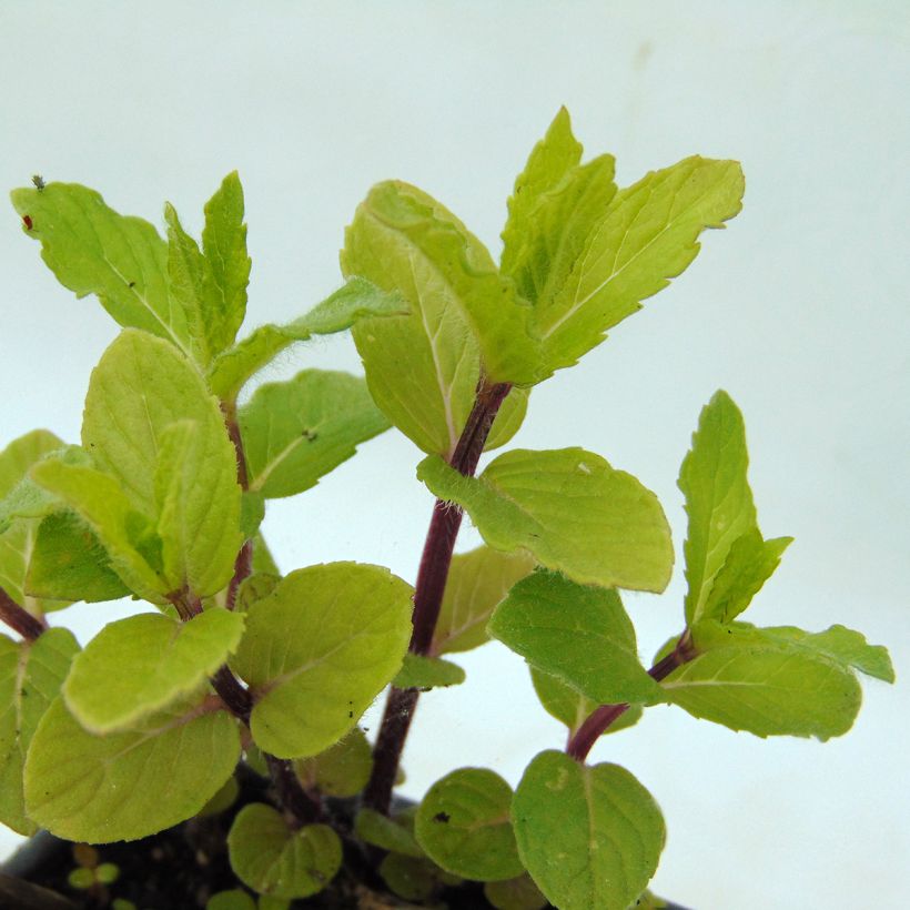 Mentha spicata Wintergreen - Mint (Foliage)
