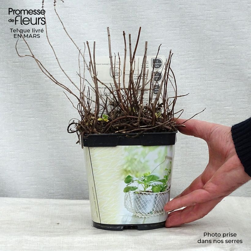 Mentha hemingwayensis Mojito 1L/1.5L pot sample as delivered in winter