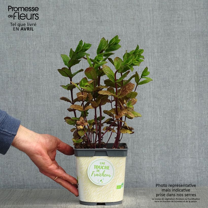 Mentha hemingwayensis Mojito 1L/1.5L pot sample as delivered in spring