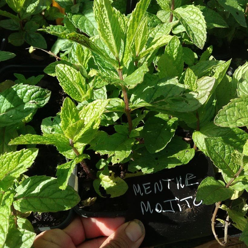 Organic Mentha hemingwayensis Mojito (Foliage)