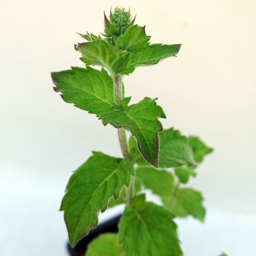 Mentha citrata Grapefruit (Foliage)