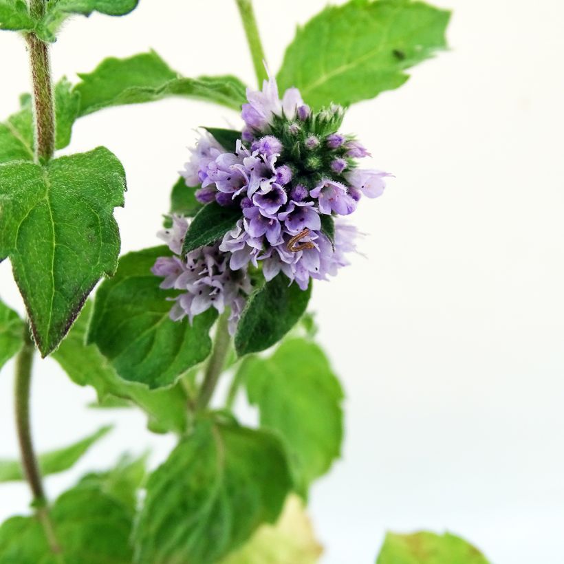 Mentha citrata Grapefruit (Flowering)