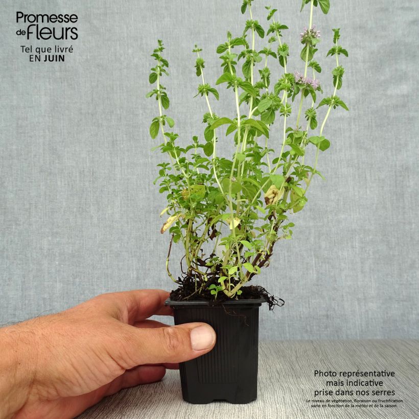Mentha pulegium 8/9 cm pot sample as delivered in summer
