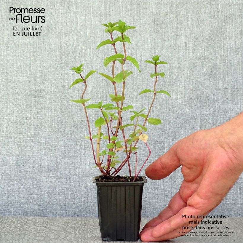Mentha piperita Réglisse 7/8 cm pot sample as delivered in summer