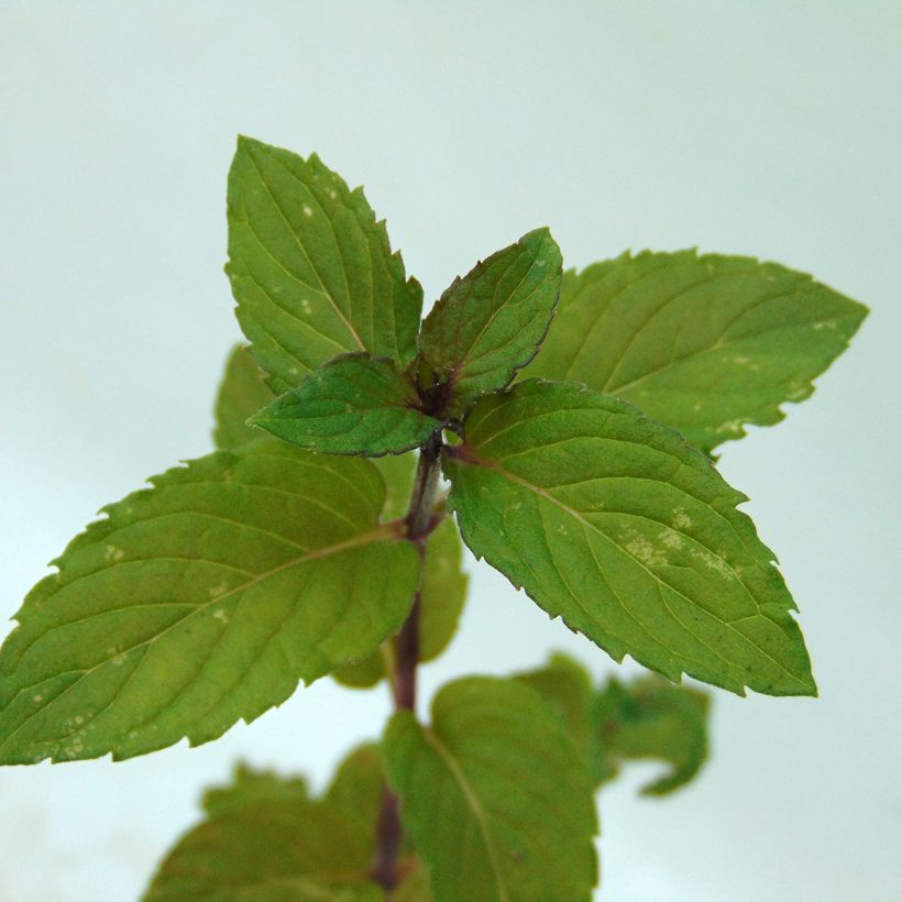 Mentha piperita Réglisse (Foliage)